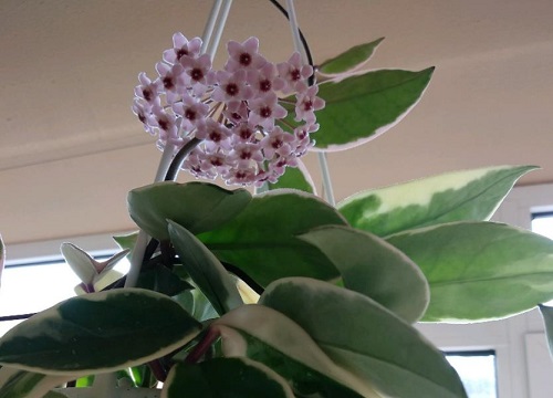 球兰花品种名称及图片