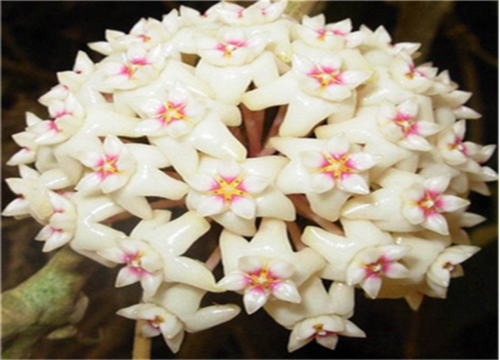 球兰花品种名称及图片