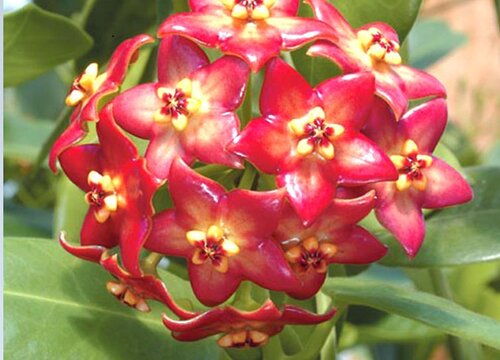 球兰花品种名称及图片