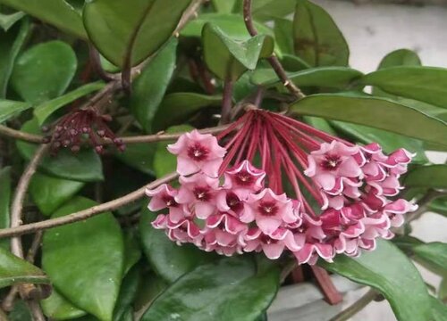 球兰花品种名称及图片