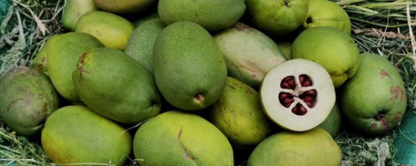 酸木瓜能生吃吗