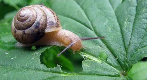 蜗牛的天敌是什么动物