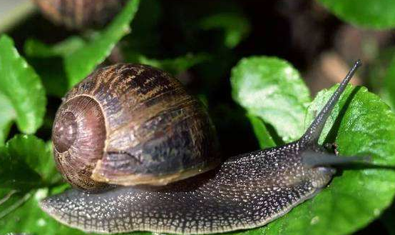 蜗牛的天敌是什么动物