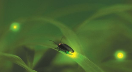 蜗牛的天敌是什么动物