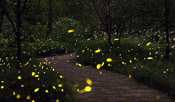 蜗牛的天敌是什么动物