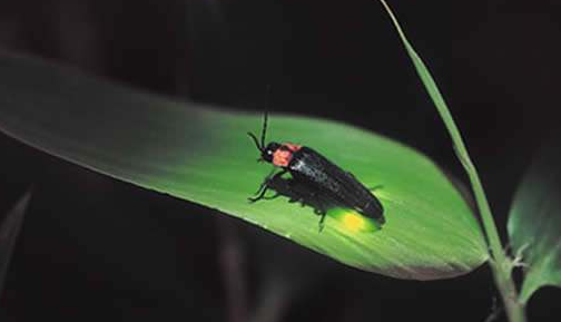 蜗牛的天敌是什么动物