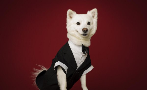 护主人最忠诚的狗排名