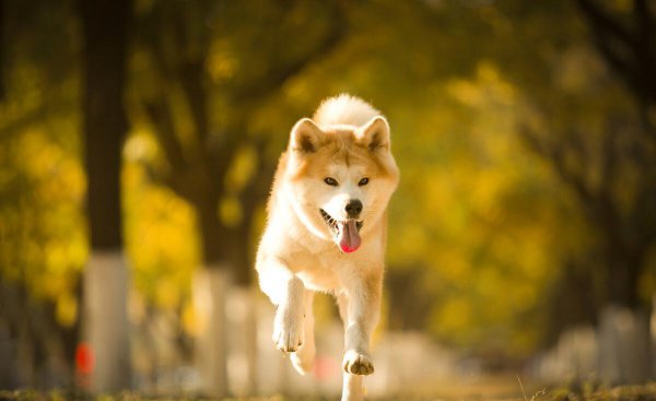 护主人最忠诚的狗排名