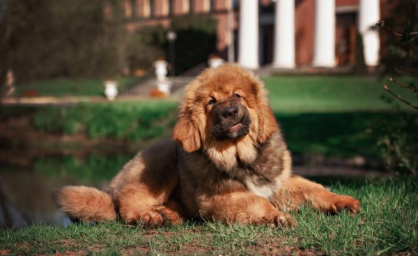 护主人最忠诚的狗排名