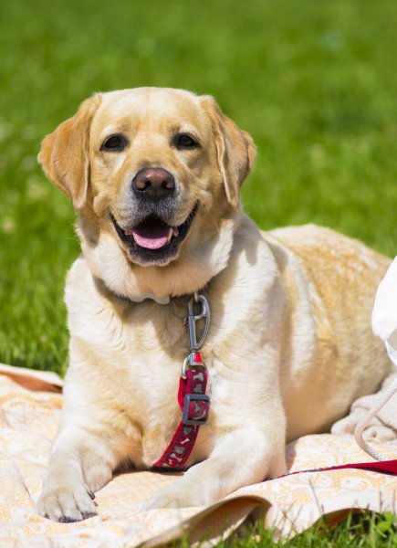 护主人最忠诚的狗排名