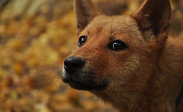 护主人最忠诚的狗排名