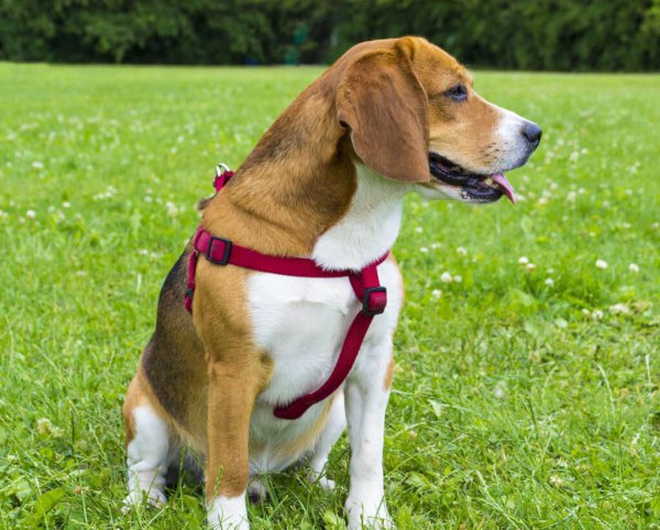 护主人最忠诚的狗排名