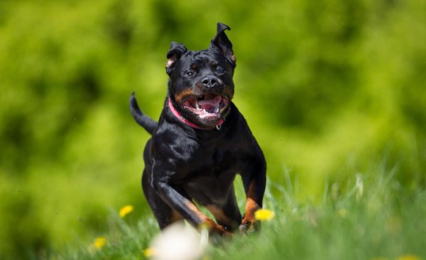 护主人最忠诚的狗排名