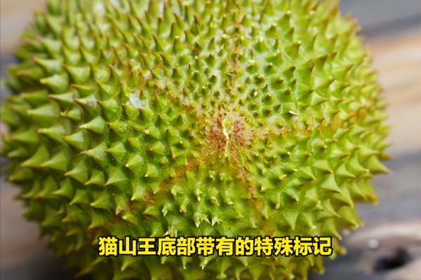 托曼尼榴莲和金枕头榴莲哪个好吃