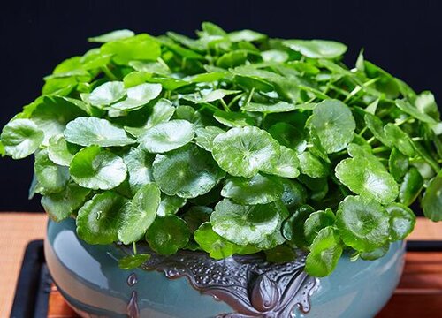 旧轮胎如何用来养花