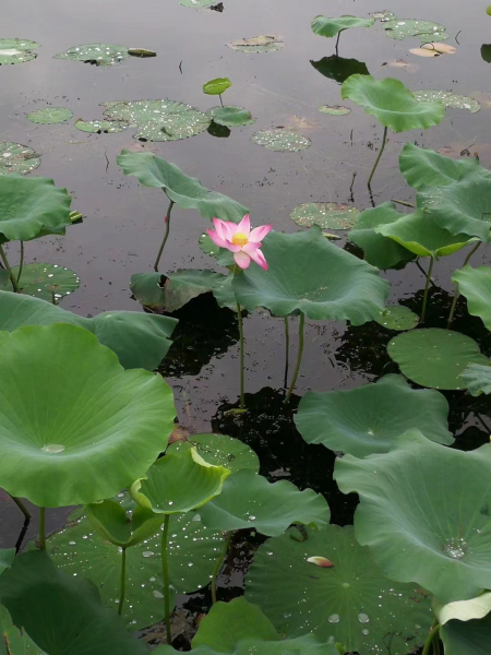 曲院风荷景点介绍
