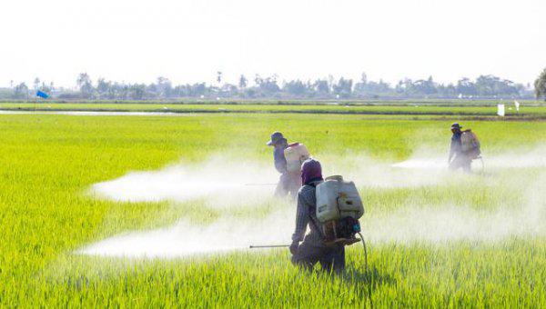 水稻细菌性条斑病用什么药治疗