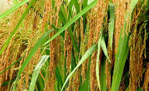 水稻细菌性条斑病用什么药治疗