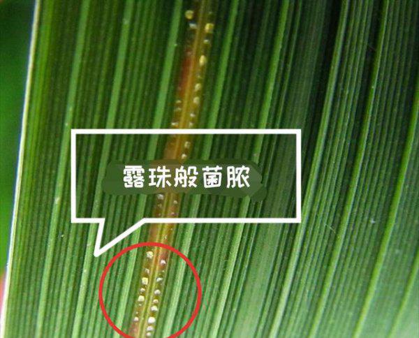 水稻细菌性条斑病用什么药治疗