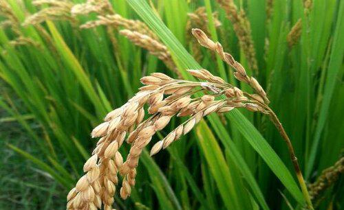 水稻细菌性条斑病用什么药治疗