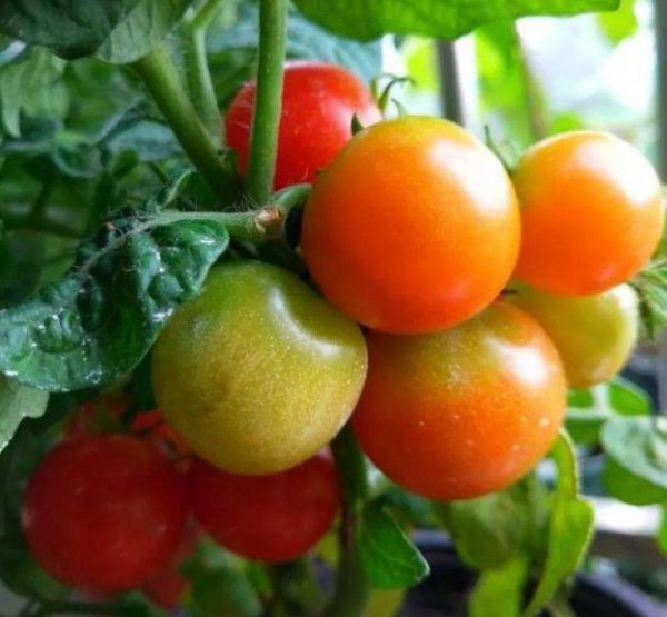 阳台种西红柿怎样结得又多又大