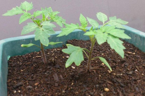 阳台种西红柿怎样结得又多又大