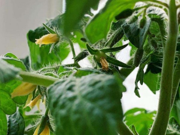 阳台种西红柿怎样结得又多又大