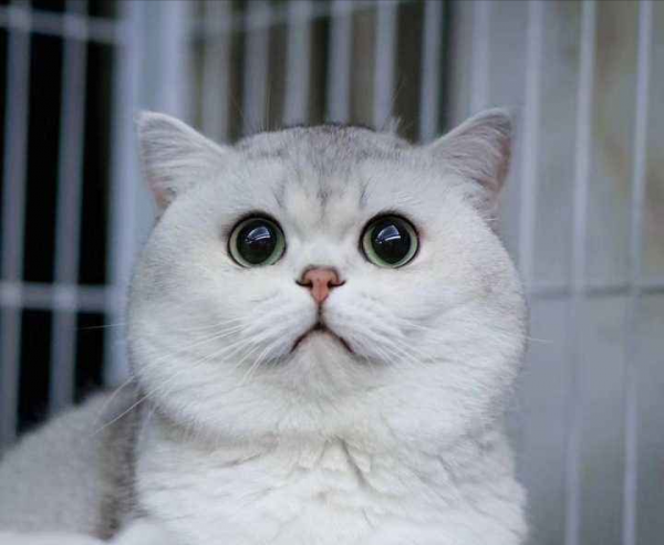 养银渐层猫的禁忌与经验