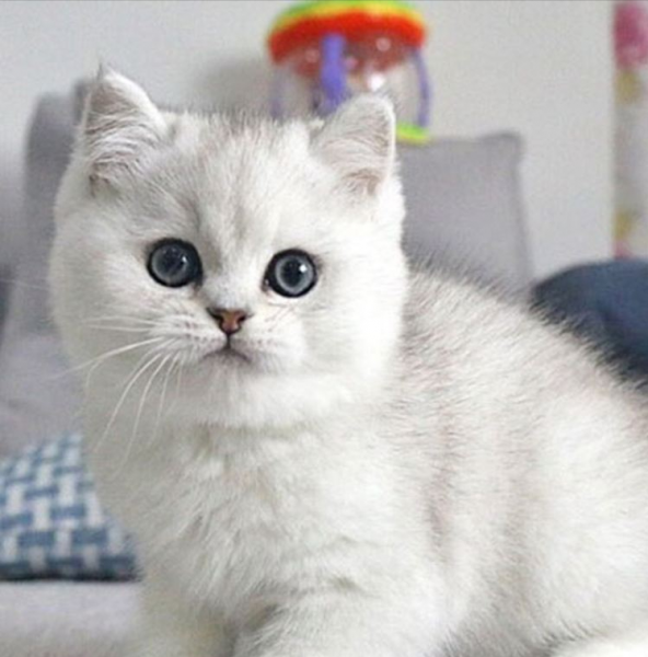 养银渐层猫的禁忌与经验