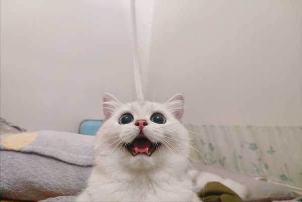 养银渐层猫的禁忌与经验