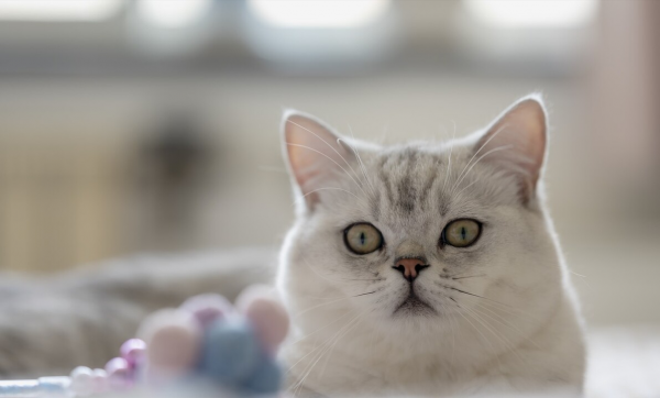 养银渐层猫的禁忌与经验