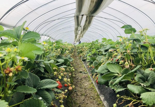 什么时候种草莓是最佳时期