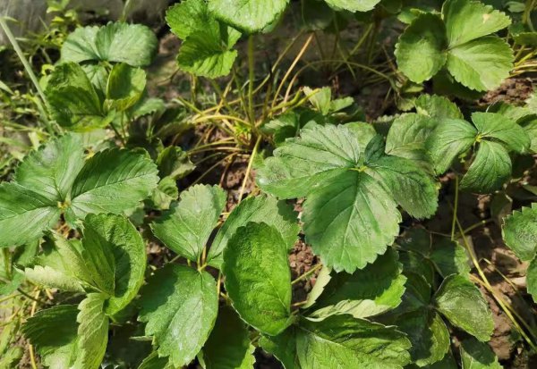 什么时候种草莓是最佳时期