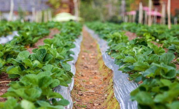 什么时候种草莓是最佳时期