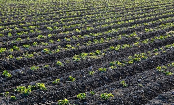 什么时候种草莓是最佳时期