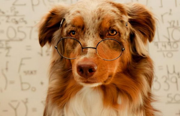 一只狗一年多少岁正常