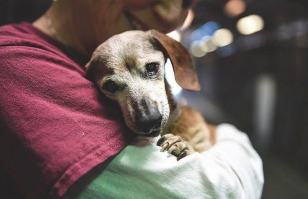 一只狗一年多少岁正常