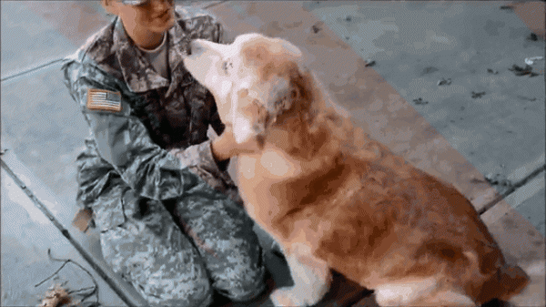 一只狗一年多少岁正常