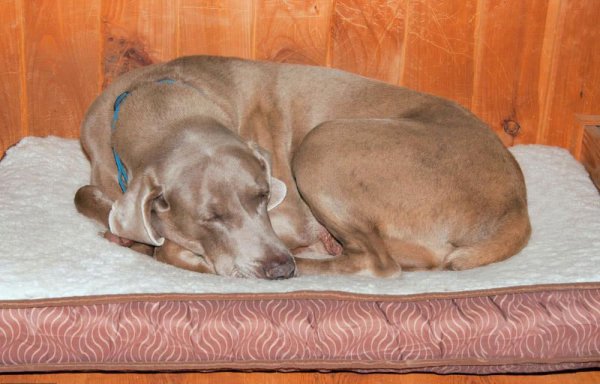 一只狗一年多少岁正常