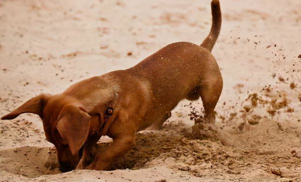 一只狗一年多少岁正常