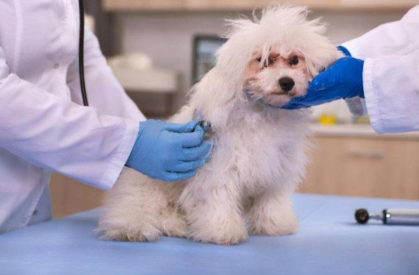 一只狗一年多少岁正常