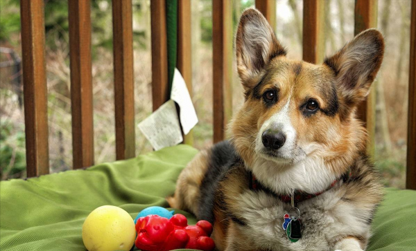 一只狗一年多少岁正常