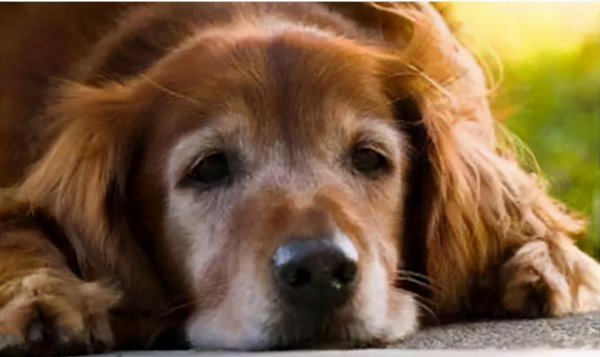 一只狗一年多少岁正常