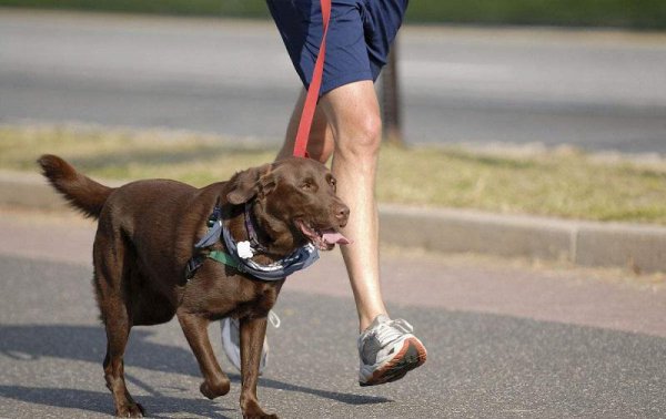 一只狗一年多少岁正常