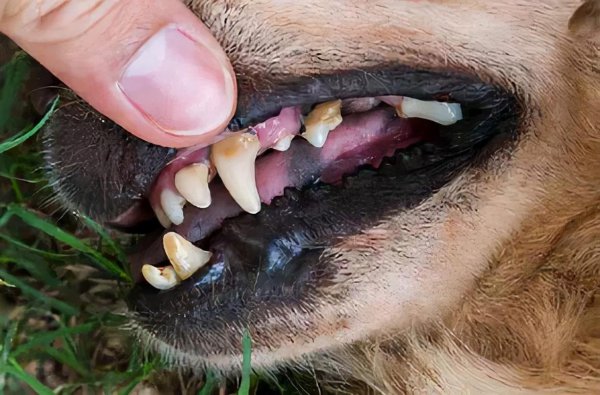 一只狗一年多少岁正常