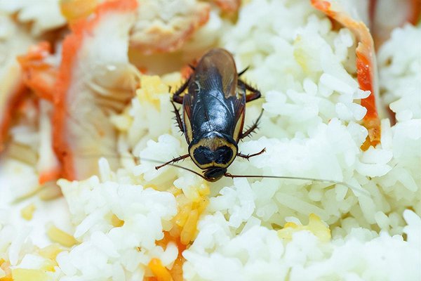 灭蟑螂最好办法