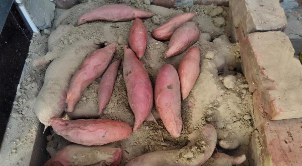 室内存放红薯最简单方法