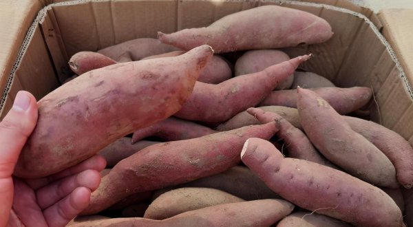 室内存放红薯最简单方法