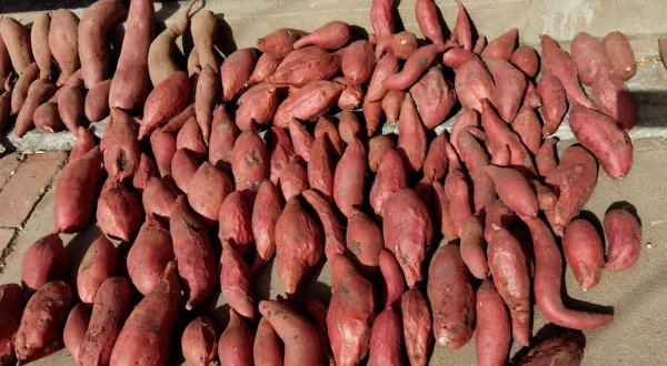 室内存放红薯最简单方法