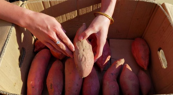 室内存放红薯最简单方法